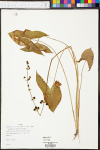 Sagittaria australis image