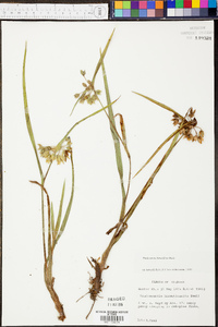 Tradescantia hirsutiflora image