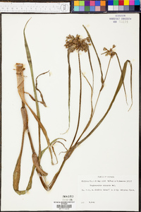 Tradescantia ohiensis image