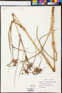 Tradescantia ohiensis image