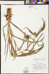 Tradescantia ohiensis image