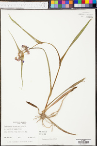 Tradescantia hirsuticaulis image