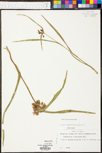 Tradescantia hirsuticaulis image