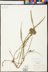 Tradescantia hirsuticaulis image