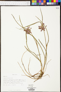 Tradescantia hirsuticaulis image