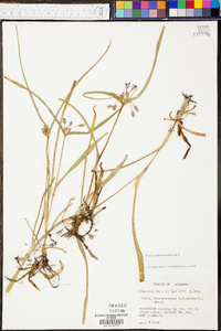 Tradescantia hirsuticaulis image