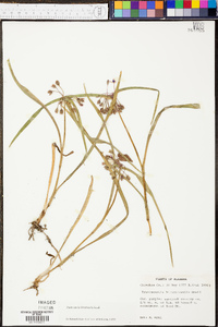 Tradescantia hirsuticaulis image