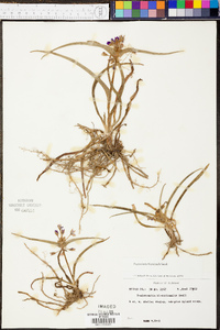 Tradescantia hirsuticaulis image