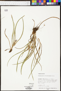 Tradescantia hirsuticaulis image