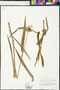 Tradescantia hirsuticaulis image