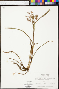 Tradescantia hirsuticaulis image