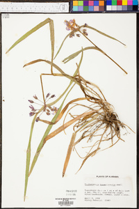 Tradescantia hirsuticaulis image