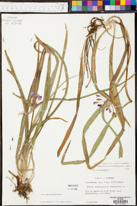 Tradescantia hirsuticaulis image