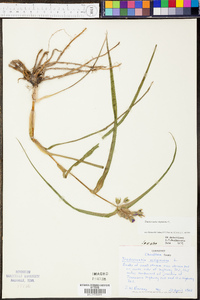 Tradescantia virginiana image