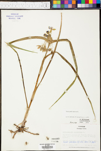 Tradescantia virginiana image