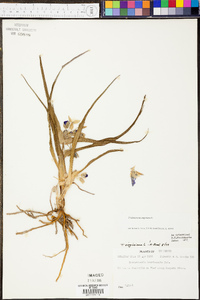 Tradescantia virginiana image