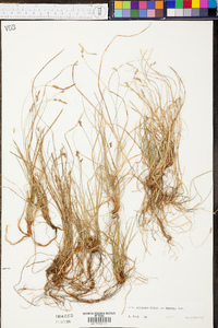 Carex albicans var. albicans image