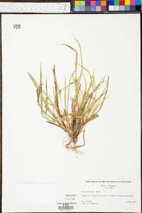 Carex abscondita image