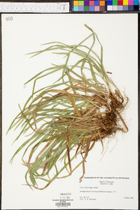 Carex abscondita image