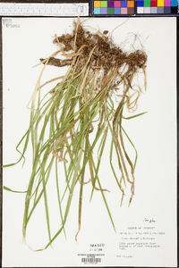 Carex abscondita image