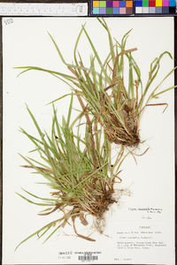 Carex abscondita image