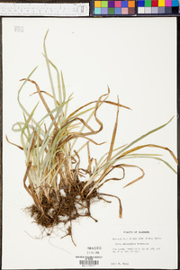 Carex abscondita image