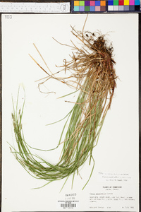 Carex aestivalis image