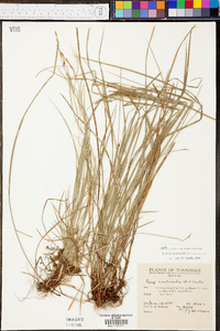 Carex aestivalis image