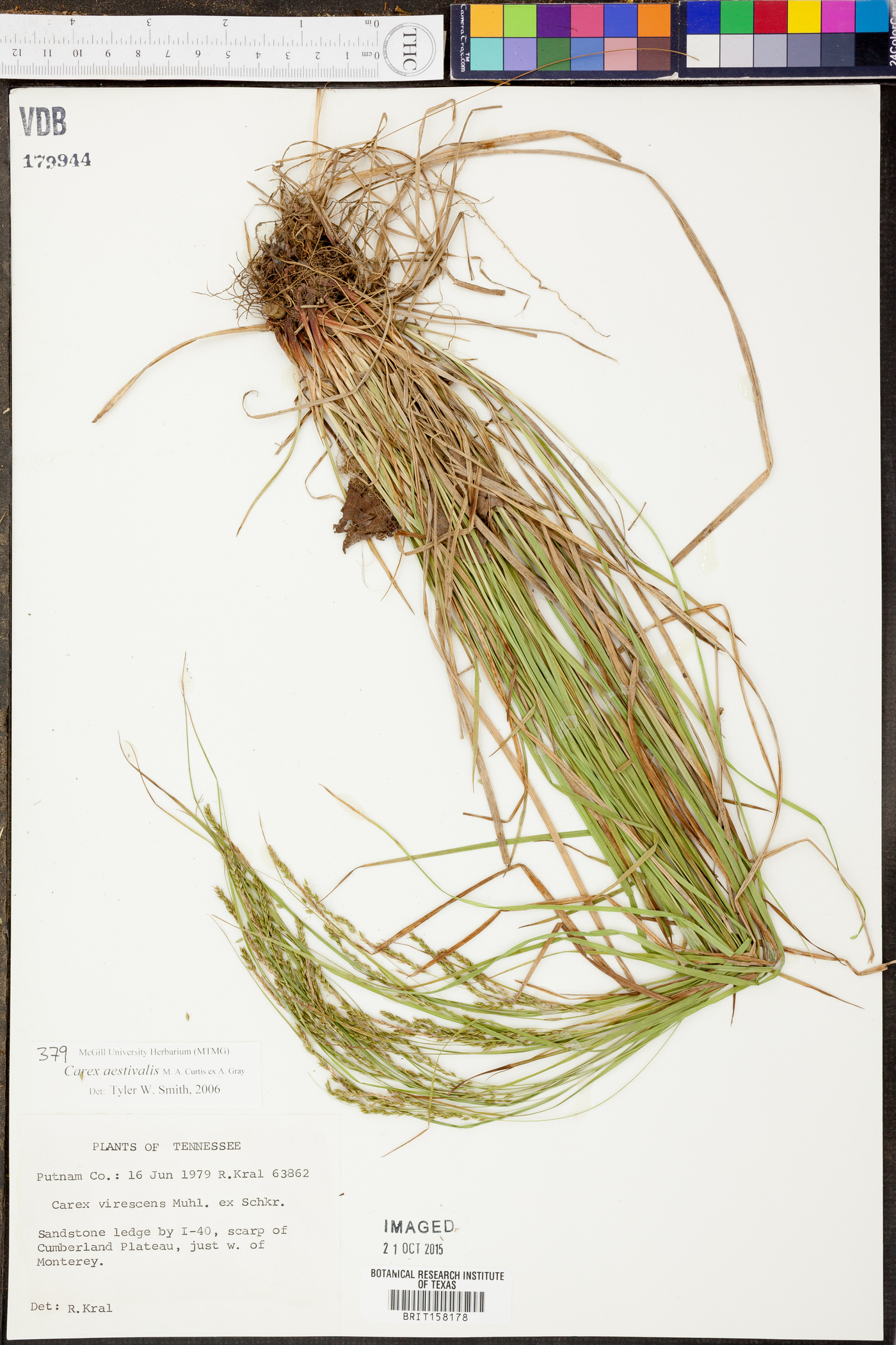 Carex aestivalis image