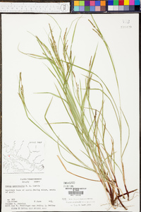 Carex aestivalis image