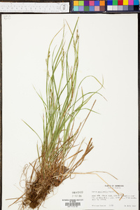 Carex aestivalis image