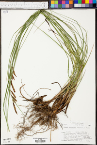 Carex barrattii image