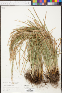 Carex basiantha image