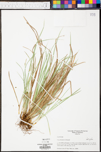 Carex basiantha image