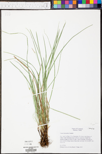 Carex basiantha image