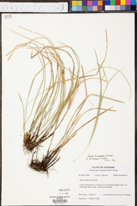 Carex basiantha image