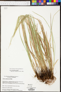 Carex basiantha image