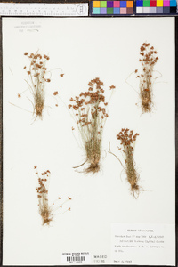 Bulbostylis barbata image