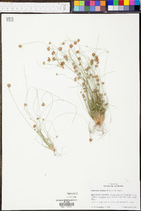 Bulbostylis barbata image