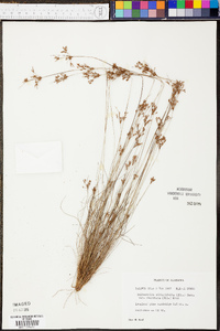 Bulbostylis ciliatifolia var. coarctata image
