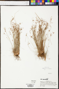 Bulbostylis ciliatifolia var. coarctata image