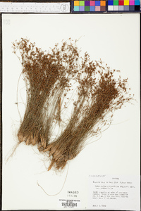 Bulbostylis ciliatifolia image