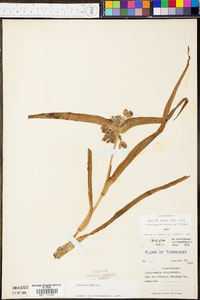 Tradescantia virginiana image