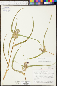 Tradescantia virginiana image