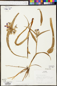 Tradescantia virginiana image