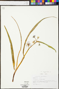 Tradescantia virginiana image