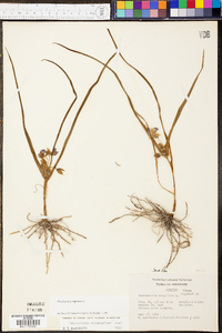 Tradescantia virginiana image