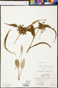 Tradescantia virginiana image