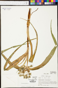 Tradescantia virginiana image