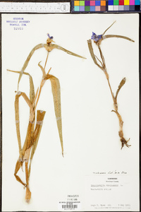 Tradescantia ohiensis image